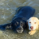 People Cover Their Faces As Dog Starts To Drown, But A Man’s Big-Heart Takes Over