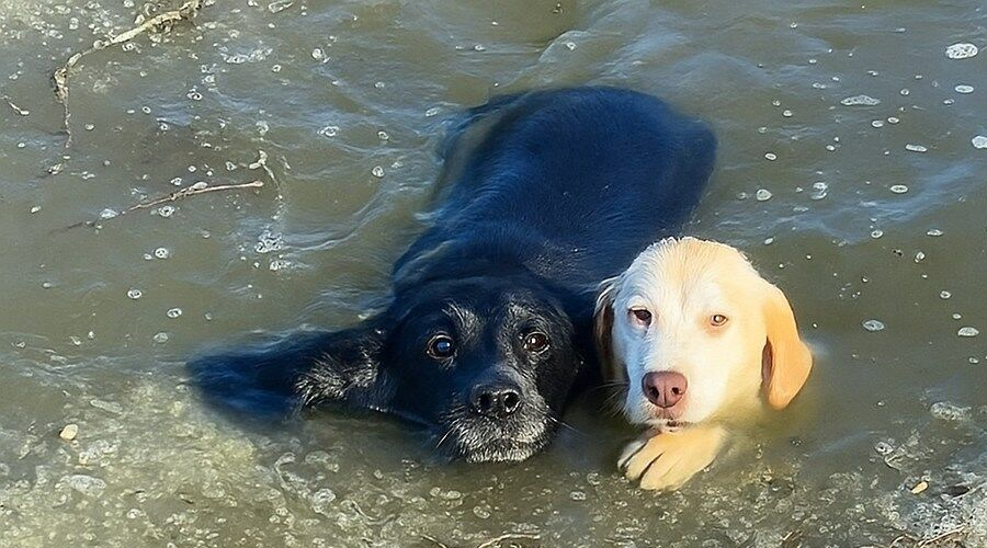 People Cover Their Faces As Dog Starts To Drown, But A Man’s Big-Heart Takes Over