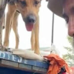 I THOUGHT HE WAS JUST A MAN WITH STRAYS—UNTIL I SAW WHAT THE DOGS DID WHEN HE SPOKE