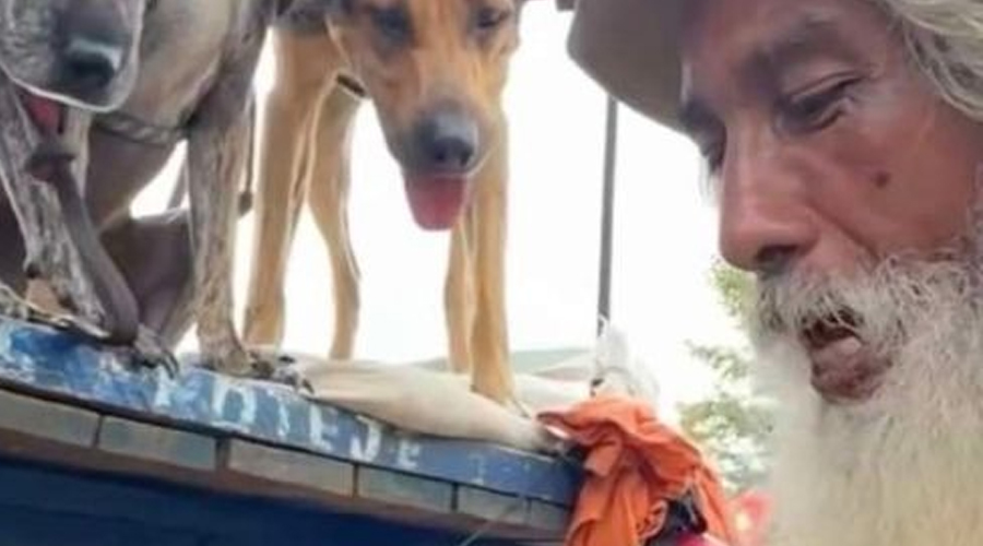 I THOUGHT HE WAS JUST A MAN WITH STRAYS—UNTIL I SAW WHAT THE DOGS DID WHEN HE SPOKE