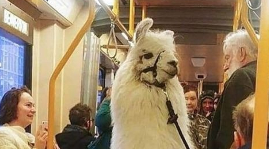 I THOUGHT SEEING A LLAMA ON THE TRAIN WAS THE WEIRDEST PART—UNTIL HE FOLLOWED ME OFF