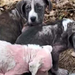 Abandoned Christmas Gifts: Hairless, Scared, and Bleeding, These Puppies Clung to Each Other for Warmth