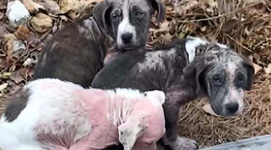 Abandoned Christmas Gifts: Hairless, Scared, and Bleeding, These Puppies Clung to Each Other for Warmth