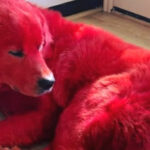 Woman dyes her Great Pyreneese dog bright red so he won’t get stolen