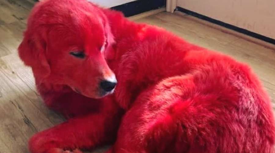 Woman dyes her Great Pyreneese dog bright red so he won’t get stolen