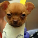 Daffodil, The Puppy Aʙᴀɴᴅᴏɴᴇᴅ In A Cardboard Box, Is Now Happier Than Ever With Loving Home