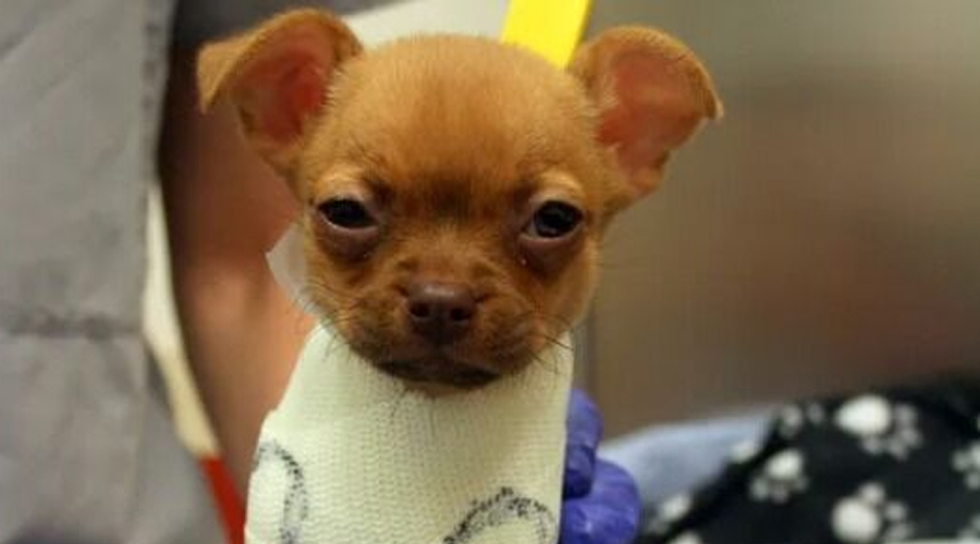 Daffodil, The Puppy Aʙᴀɴᴅᴏɴᴇᴅ In A Cardboard Box, Is Now Happier Than Ever With Loving Home
