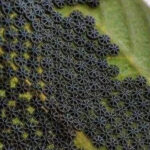 Don’t even touch these if you notice them on your plants (and you’ll DEFINITELY see them, I promise). My neighbor had no idea about these, and thank God I told her. I’ll fully explain