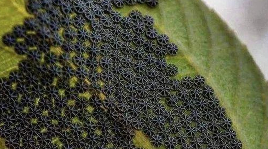 Don’t even touch these if you notice them on your plants (and you’ll DEFINITELY see them, I promise). My neighbor had no idea about these, and thank God I told her. I’ll fully explain