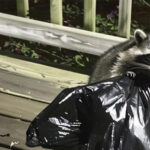 My Husband Wanted to Get Rid of the Raccoons Invading Our Backyard, but What They Pulled from Our Trash Completely Shocked Me