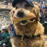 MY DOG STOLE A HOT DOG AT THE BALLGAME—BUT INSTEAD OF GETTING MAD, THE CROWD DID SOMETHING I NEVER EXPECTED