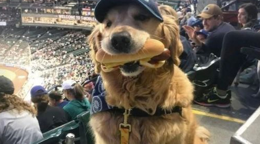 MY DOG STOLE A HOT DOG AT THE BALLGAME—BUT INSTEAD OF GETTING MAD, THE CROWD DID SOMETHING I NEVER EXPECTED