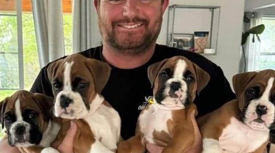 On the side of the road, I discovered four boxer puppies