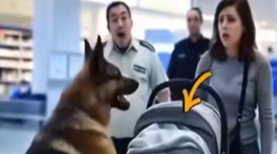 Service Dog Attacks Baby Stroller at Airport