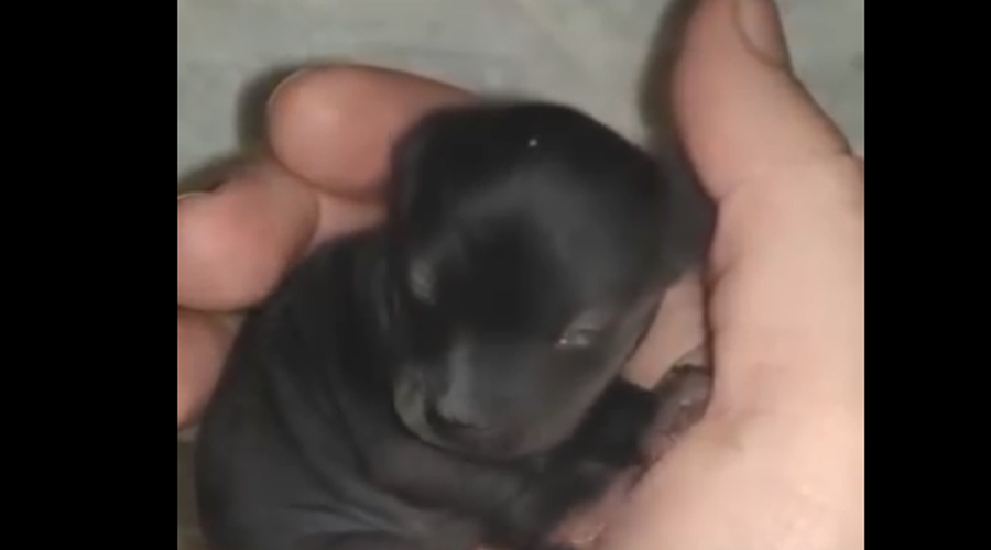 Man brought home a strange creature from the forest. A year later, he was sh0cked by what had grown out of it