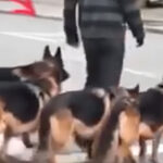 At first, it seemed like he was simply walking his dogs. But after five seconds, when people took a closer look, they froze in horror at what unfolded before their eyes.