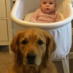 We Almost Got Rid of Our Dog Until Hidden Camera Footage Revealed the Truth