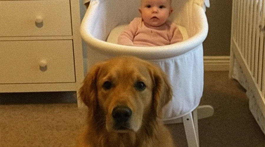 We Almost Got Rid of Our Dog Until Hidden Camera Footage Revealed the Truth