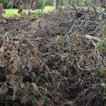 Can you spot the hidden dog? Only those with ‘sniper vision’ can find it