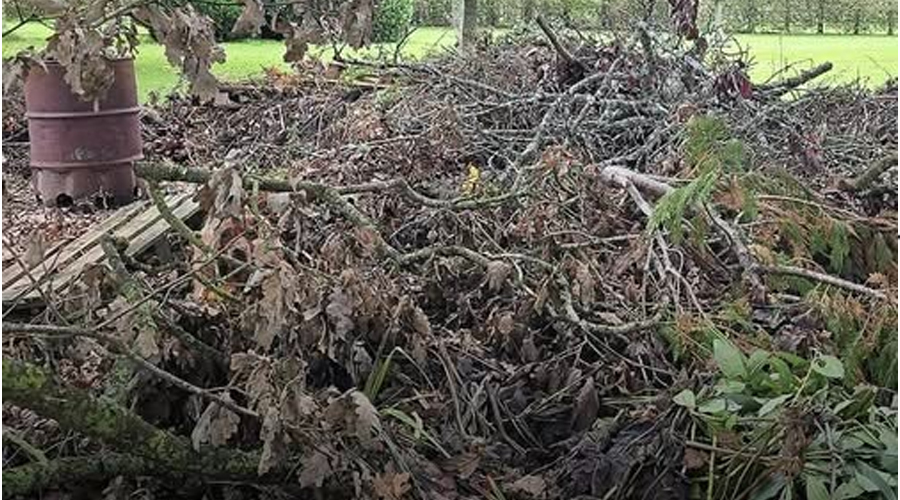 Can you spot the hidden dog? Only those with ‘sniper vision’ can find it