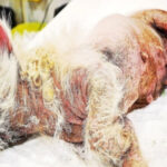 Locked in a Yard and Left to Wither, This Neglected Dog Finally Found Love