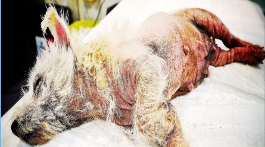 Locked in a Yard and Left to Wither, This Neglected Dog Finally Found Love