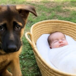 Man Hears His Dog Barking from Afar, Finds It Sitting near an Abandoned Baby – Story of the Day