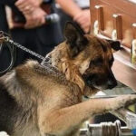 THEY TOLD US HE DIED IN THE LINE OF DUTY—BUT HIS DOG KNEW BETTER