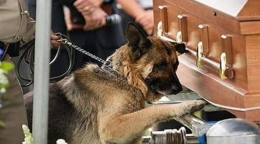 THEY TOLD US HE DIED IN THE LINE OF DUTY—BUT HIS DOG KNEW BETTER