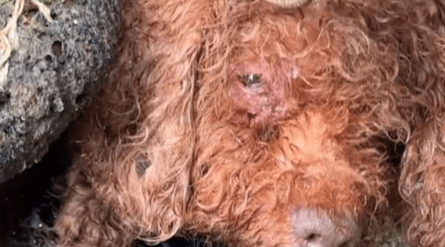 Abandoned Pooch Finds Hope and Healing Through Kindness in Rainy Rescue Tale