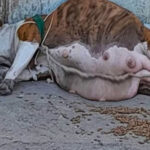 Rescued from Neglect: Kasi’s Journey from Abandonment to a New Life of Hope