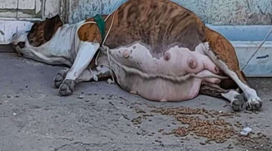 Rescued from Neglect: Kasi’s Journey from Abandonment to a New Life of Hope