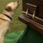 Dog Barks at Coffin during Funeral Suspicious Son Opens It and Discovers It Empty…