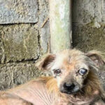 Resilient Dog’s Journey from Abandoned to Adored: A Quest for a New Loving Home