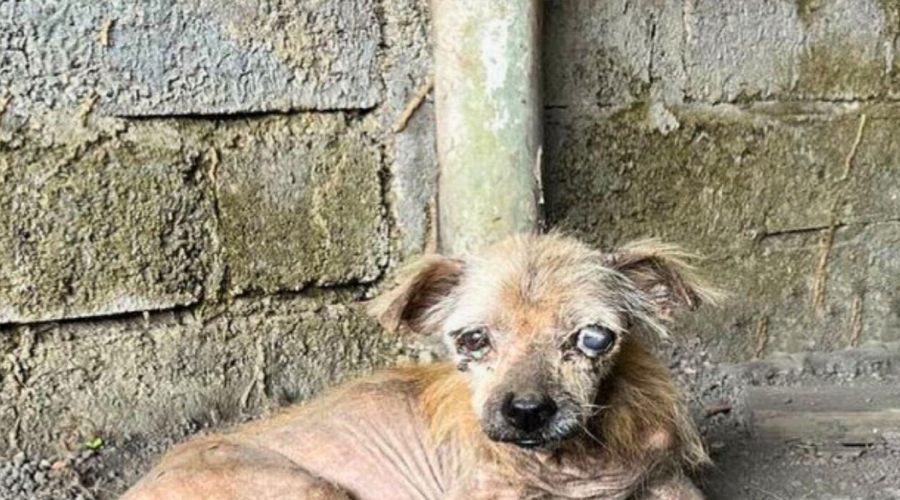 Resilient Dog’s Journey from Abandoned to Adored: A Quest for a New Loving Home