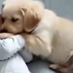 From Despair to Hope A Golden Retriever’s Miracle