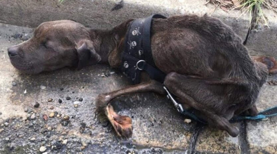 From Despair to Joy: The Miraculous Transformation of Tig