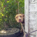 Dog Chained In Abandoned Backyard Can’t Believe He’s Finally Being Rescued 6