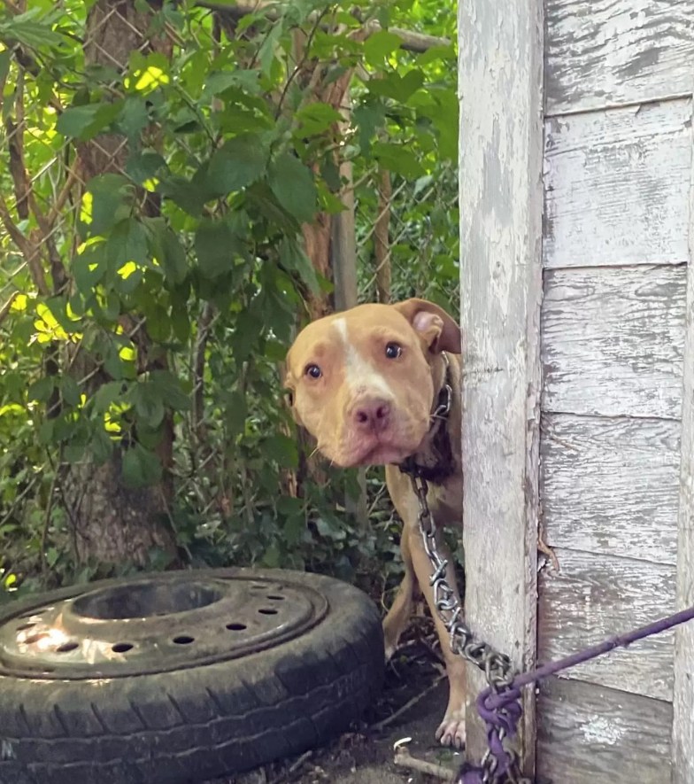 Dog Chained In Abandoned Backyard Can’t Believe He’s Finally Being Rescued 6