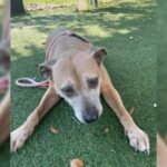 Shelter Pup From Florida Was Devastated After Everyone Ignored Her On Adoption Event