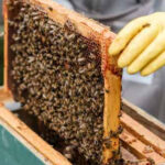 Our Late Father Left Me Only an Apiary While My Sister Took the House and Shut Me Out, but One Beehive Hid a Game-Changing Secret — Story of the Day
