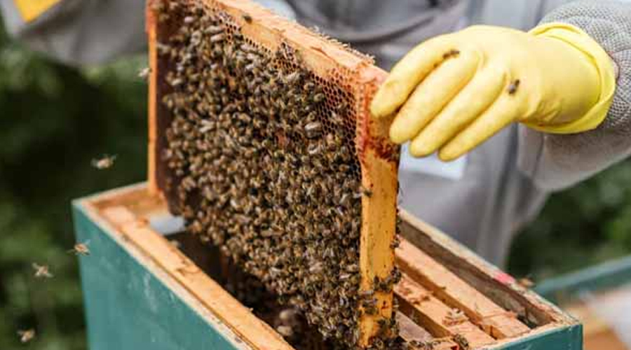Our Late Father Left Me Only an Apiary While My Sister Took the House and Shut Me Out, but One Beehive Hid a Game-Changing Secret — Story of the Day