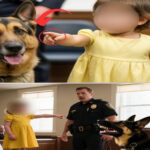 3-Year-Old Girl Points At Police Dog In Courtroom – and Says only 2 Words! What Happens Next Is Unthinkable…