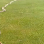 I saw something strange in the grass and thought it was just a rope but when I looked closer, I screamed in horror!