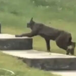 Rare Creature Caught On Camera For The 1st Time, Leave Scientists Stunned