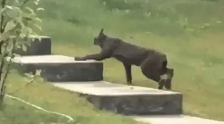Rare Creature Caught On Camera For The 1st Time, Leave Scientists Stunned