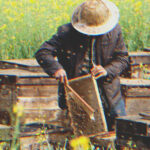 I Was Upset That My Grandfather Only Left Me an Old Apiary until I Looked into the Beehives — Story of the Day