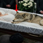 The wolf wouldn’t leave the woman’s coffin